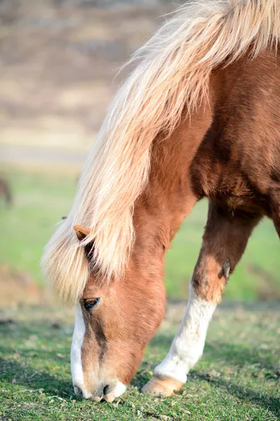 Выпас лошадей в Исландии — стоковое фото
