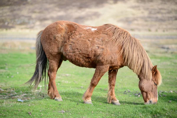 Pastoreo de caballos islandeses —  Fotos de Stock