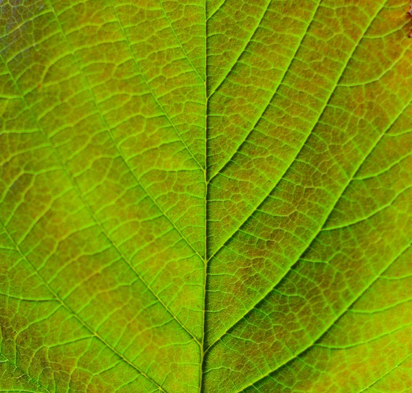 Макро-кадр из зелёного листа — стоковое фото