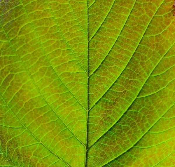 Macro shot of green leaf — Stock Photo, Image