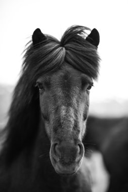 Portrait of Icelandic horse in black and white clipart