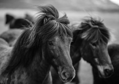 İzlandalı atlar siyah beyaz portre