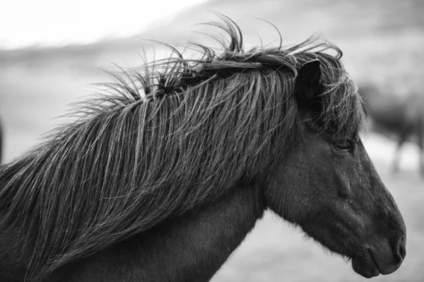 Portrét islandské koně v černé a bílé — Stock fotografie