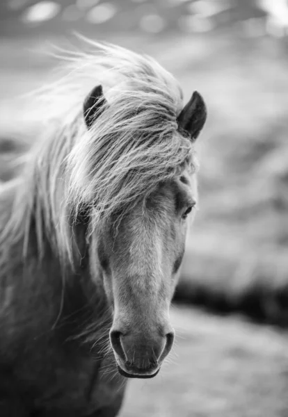 Portrét islandské koně v černé a bílé — Stock fotografie
