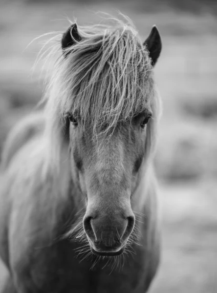 Retrato de cavalo islandês em preto e branco — Fotografia de Stock