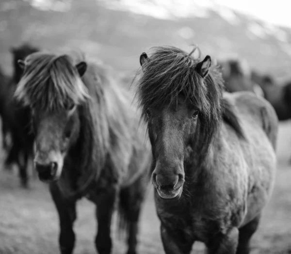 Portrét islandských koní v černé a bílé — Stock fotografie