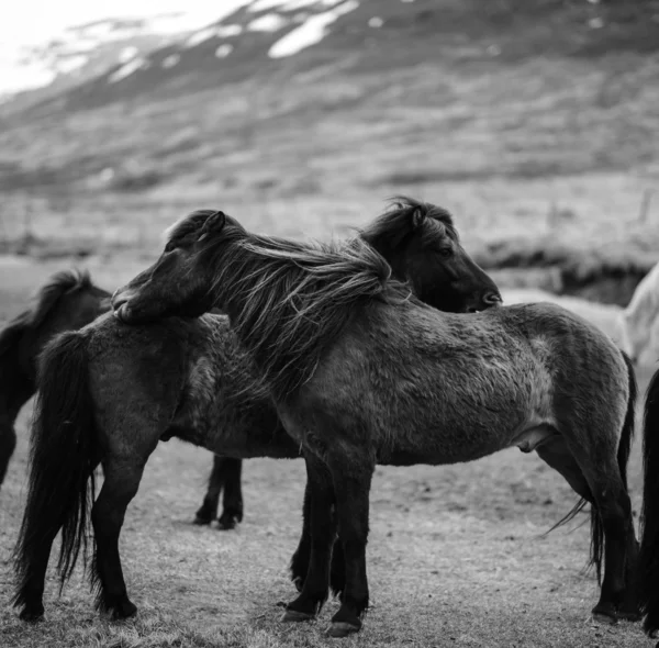 Porträtt av Islandshästar i svart och vitt — Stockfoto