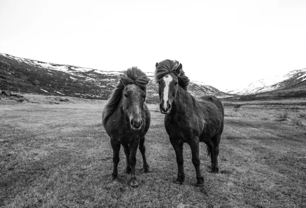 Portrait de chevaux islandais en noir et blanc — Photo