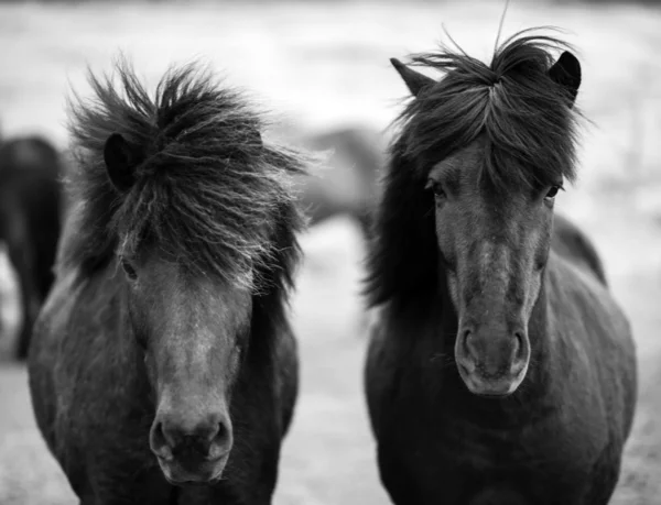 Portrét islandských koní v černé a bílé — Stock fotografie