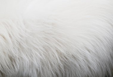 beyaz köpek saç dokusu
