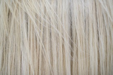 beyaz atın yüksek Detaylı saç dokusu