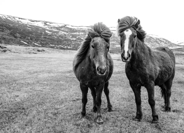 Twee mooie IJslandse paarden — Stockfoto