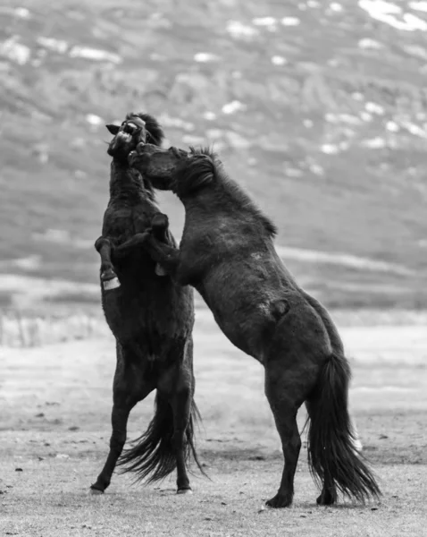 Two horses fighting — Stock Photo, Image