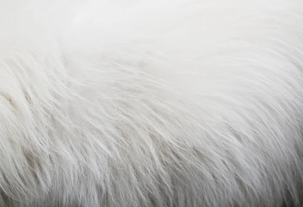 Perro blanco textura del pelo — Foto de Stock