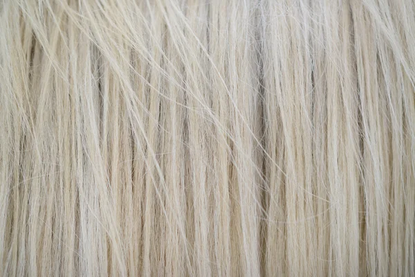 White horse high detailed hair texture — Stock Photo, Image