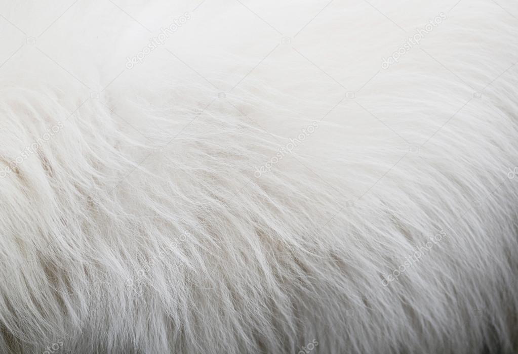 White dog hair texture