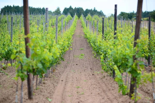 Wijngaard landschap — Stockfoto