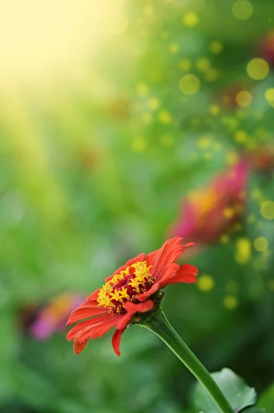 Vermelho zinnia projeto da flor. Com espaço de cópia — Fotografia de Stock