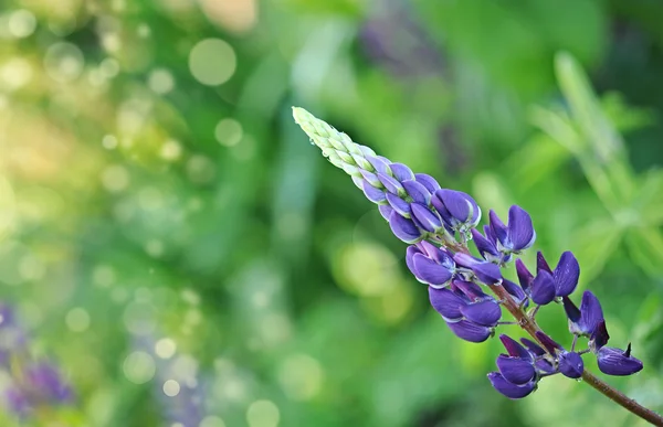 Gros plan d'une plante vivace sauvage de lupins roses — Photo