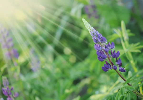 보라색 야생 Lupines 화창한 봄 아침에 — 스톡 사진