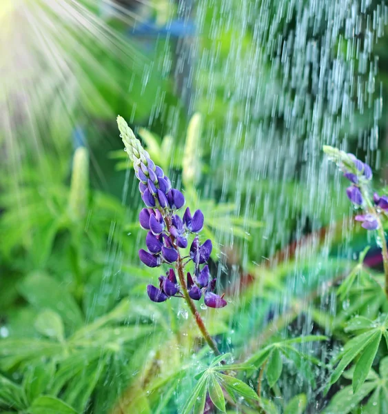 Flor silvestre tremoço na chuva — Fotografia de Stock