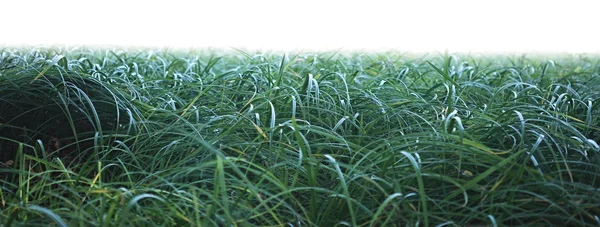Herbe fraîche verte printanière isolée sur fond blanc — Photo