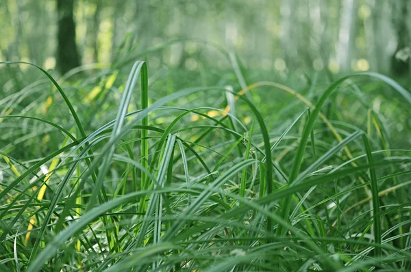 Grönt gräs i solljus — Stockfoto