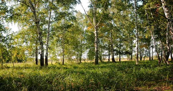 Forêt estivale de bouleaux verts — Photo