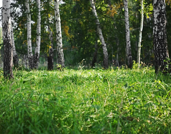 Літній зелений березовий ліс — стокове фото