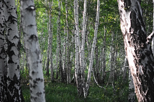 Bosque de abedul . —  Fotos de Stock