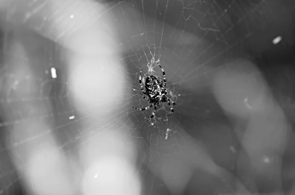 Dark black spider in a web — Stock Photo, Image