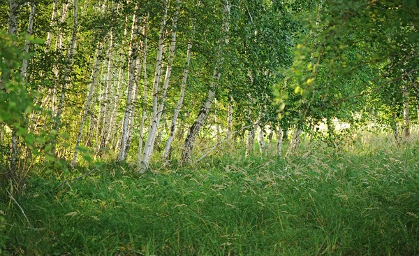 Brzozowy las na jasny, słoneczny dzień — Zdjęcie stockowe