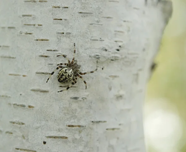 Spider Larinioides suspicas on tree bark — Stock Photo, Image