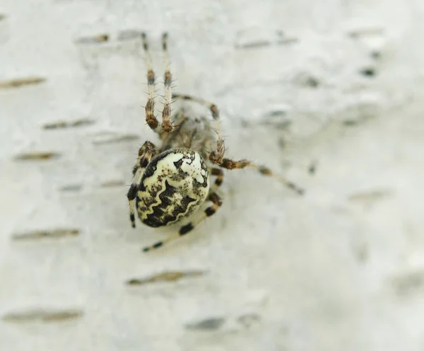 Spider Larinioides suspicas on the white background — Stock Photo, Image