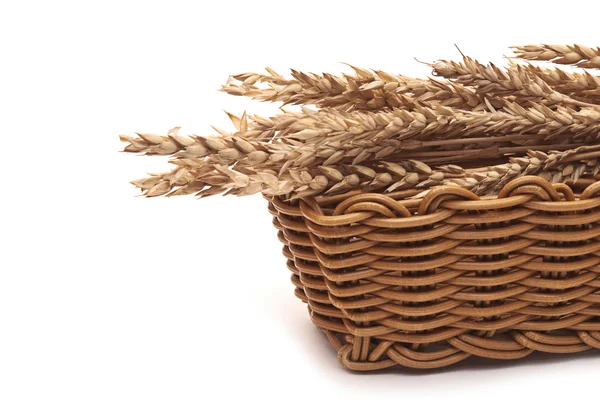 Wheat — Stock Photo, Image