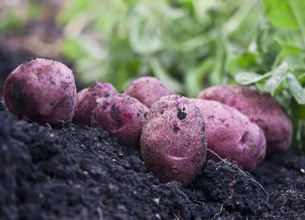 Fresh red potatoes on field — Stock Photo, Image