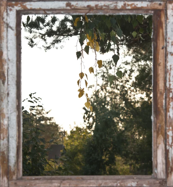 Vista de outono de árvore da janela — Fotografia de Stock