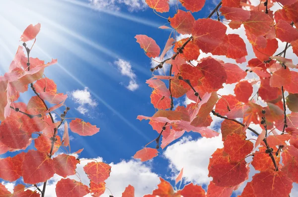 Autumn leaves against blue sky — Stock Photo, Image