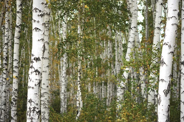 Красивий пейзаж в осінньому березовому гаю — стокове фото