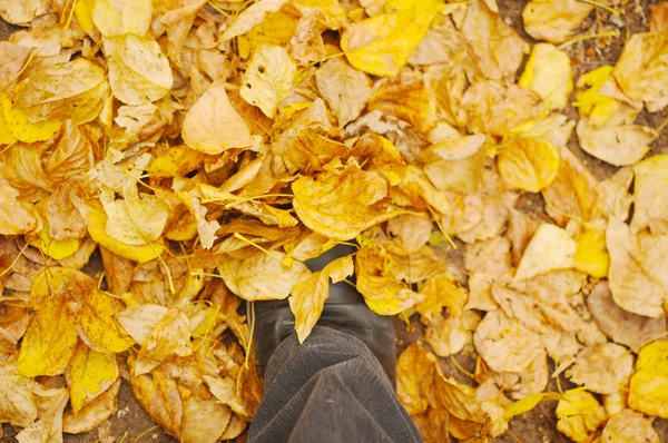 Steg till hösten — Stockfoto