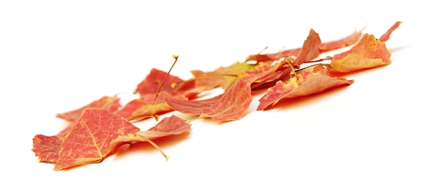 Rote Blätter auf weißem Hintergrund — Stockfoto
