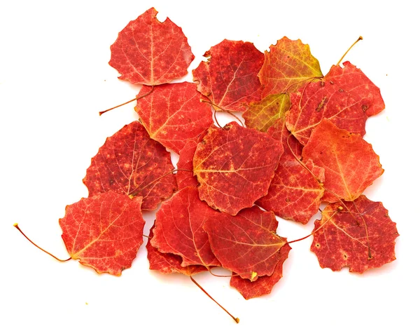 Folhas vermelhas no fundo branco — Fotografia de Stock