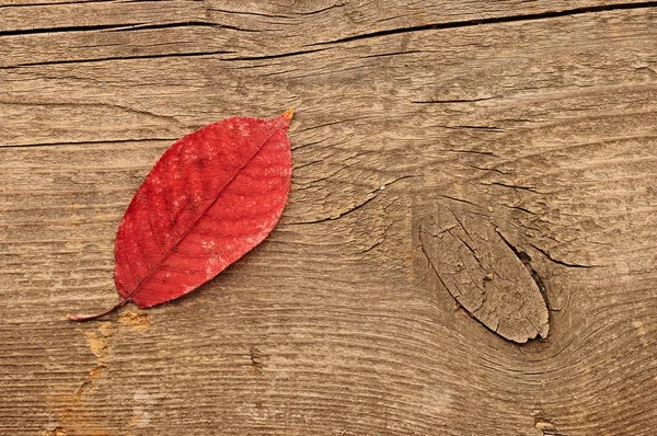 Single autumn leaf over wooden background.With copy space — Stock Photo, Image