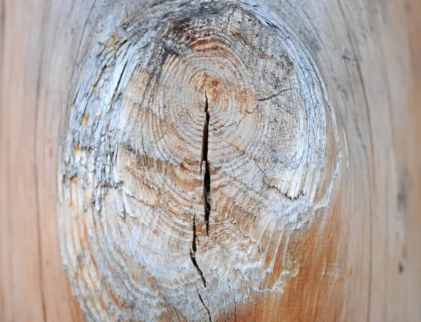 Close Up detalhe de um tronco de árvore nó de ramo velho — Fotografia de Stock