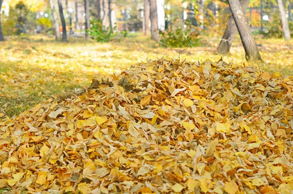 Herfstbladeren verzameld op een stapel — Stockfoto