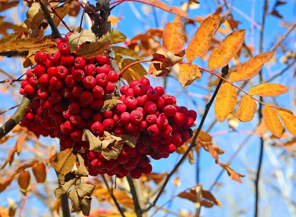 Hösten bär på en bakgrund av blå himmel — Stock fotografie