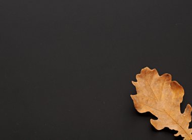 siyah arka plan üzerine bir sarı yaprak