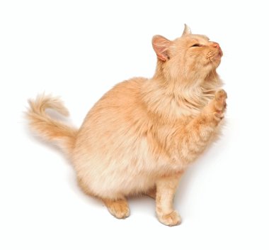 beyaz zemin üzerine yakın çekim kremalı kedi