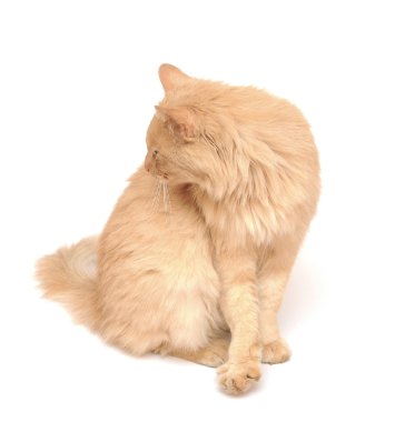 beyaz zemin üzerine yakın çekim kremalı kedi