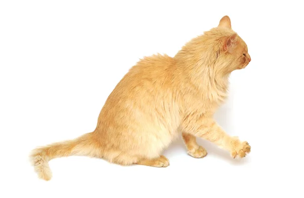 白い背景の上のクローズ アップ クリーム猫 — ストック写真